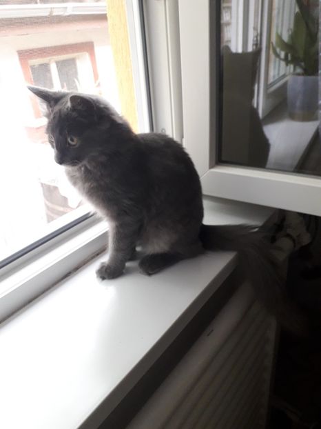  - Blanite care miauna si latra continuare