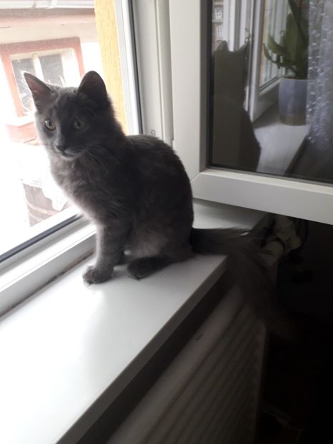  - Blanite care miauna si latra continuare