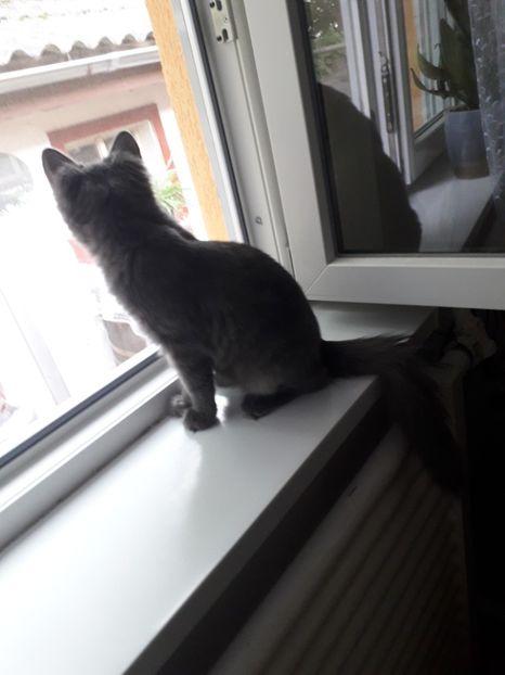  - Blanite care miauna si latra continuare