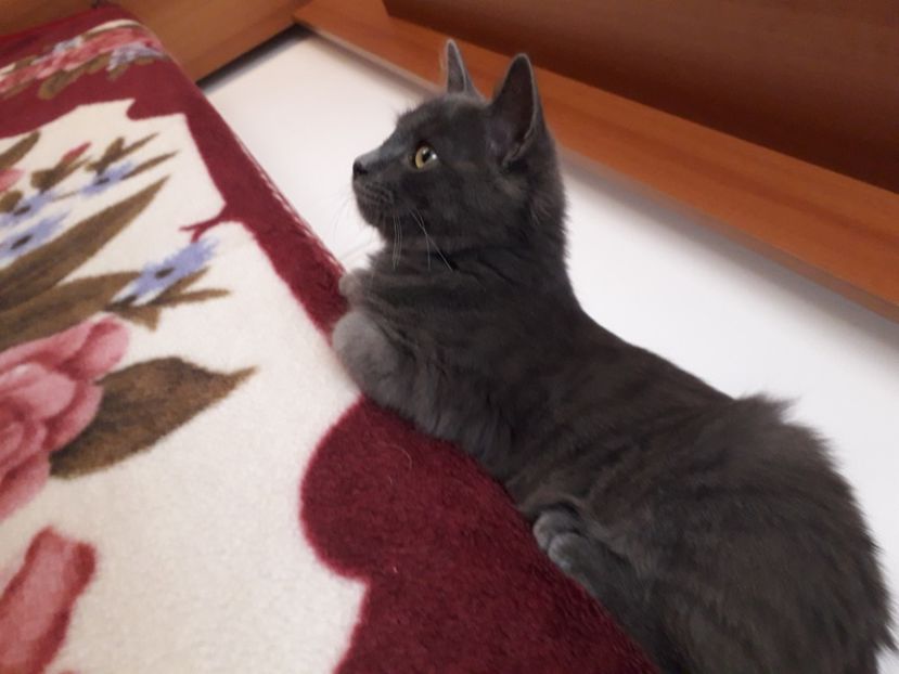  - Blanite care miauna si latra continuare