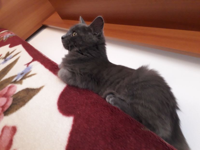  - Blanite care miauna si latra continuare