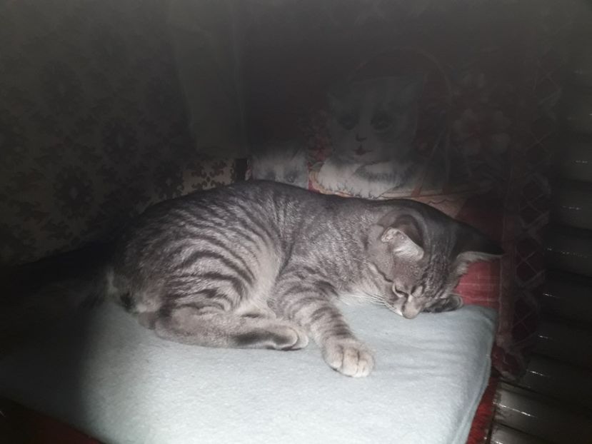  - Blanite care miauna si latra continuare