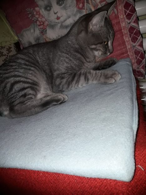  - Blanite care miauna si latra continuare