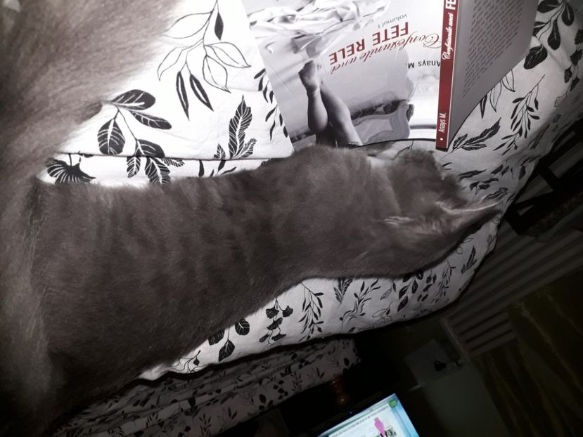  - Blanite care miauna si latra continuare