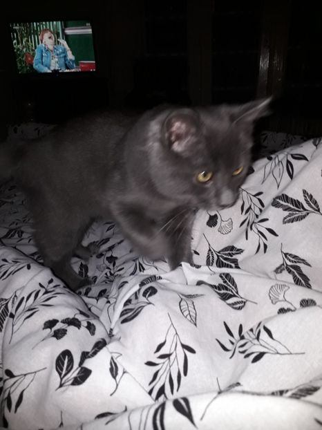 - Blanite care miauna si latra continuare