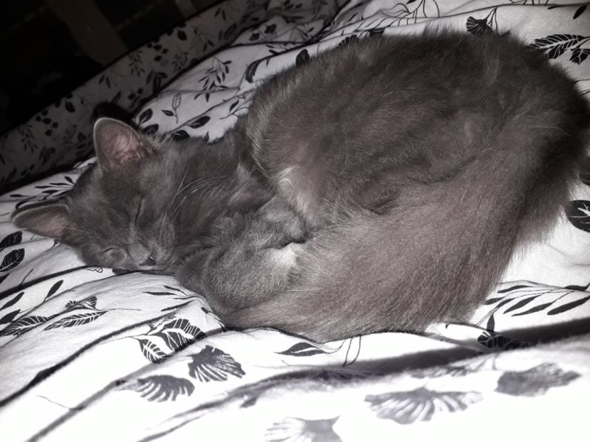  - Blanite care miauna si latra continuare