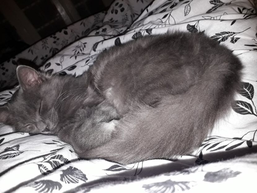  - Blanite care miauna si latra continuare