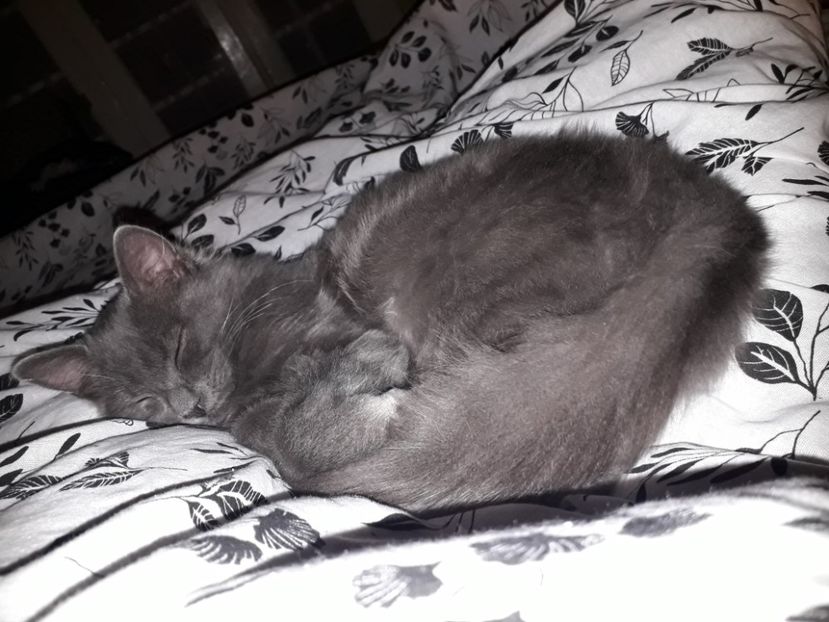  - Blanite care miauna si latra continuare