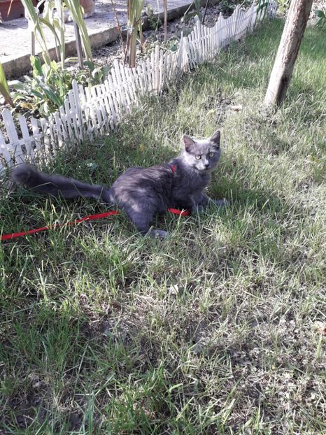  - Blanite care miauna si latra continuare
