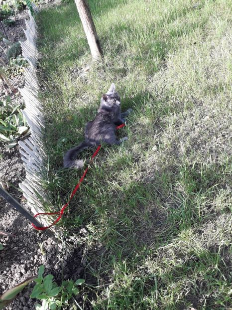  - Blanite care miauna si latra continuare