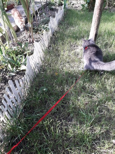  - Blanite care miauna si latra continuare