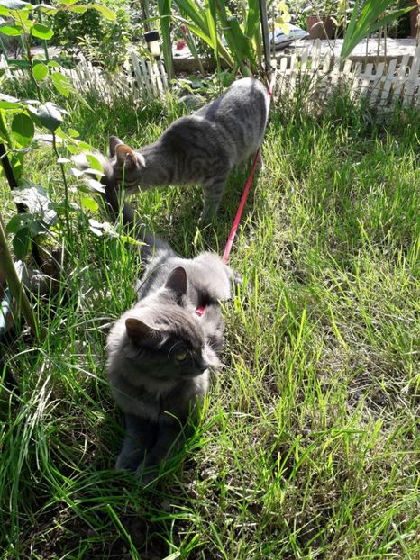  - Blanite care miauna si latra continuare