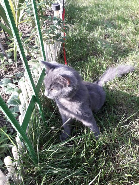  - Blanite care miauna si latra continuare