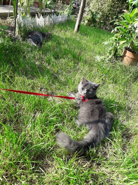  - Blanite care miauna si latra continuare