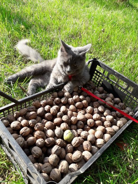  - Blanite care miauna si latra continuare