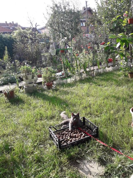  - Blanite care miauna si latra continuare