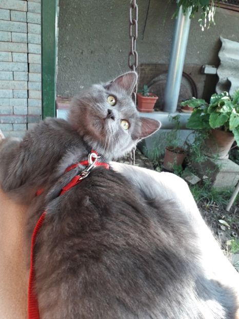  - Blanite care miauna si latra continuare