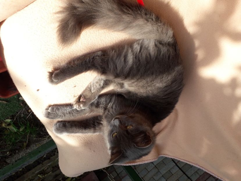  - Blanite care miauna si latra continuare