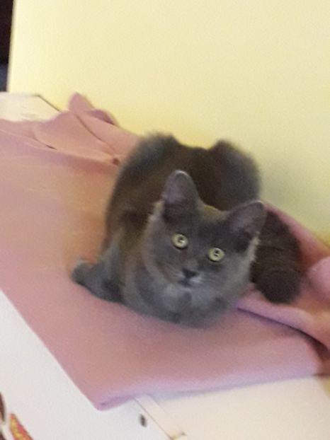  - Blanite care miauna si latra continuare