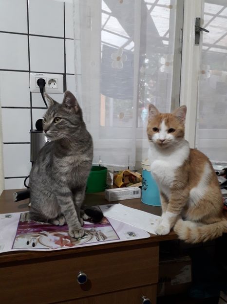  - Blanite care miauna si latra continuare