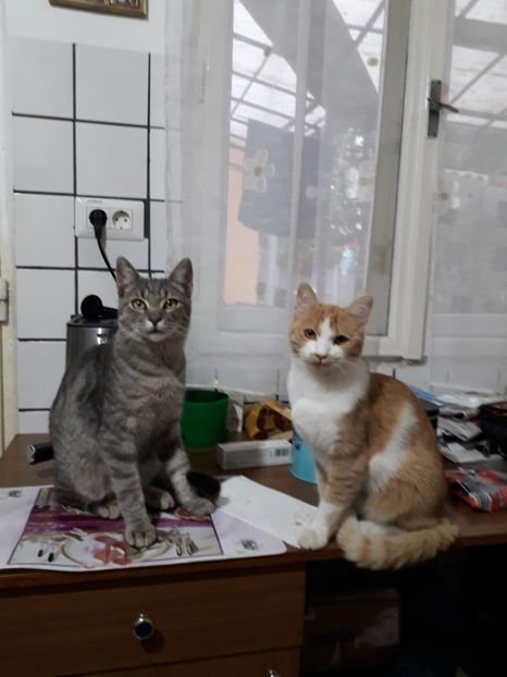 - Blanite care miauna si latra continuare