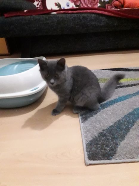  - Blanite care miauna si latra continuare