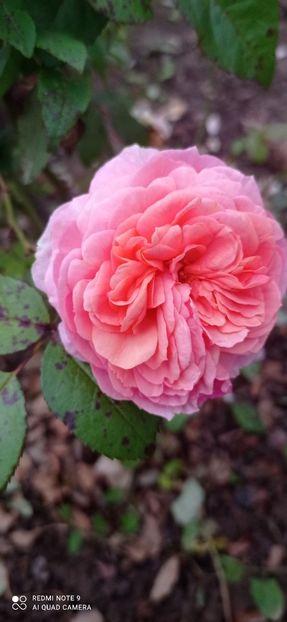  - 0-TRANDAFIRI DISPONIBILI 2023