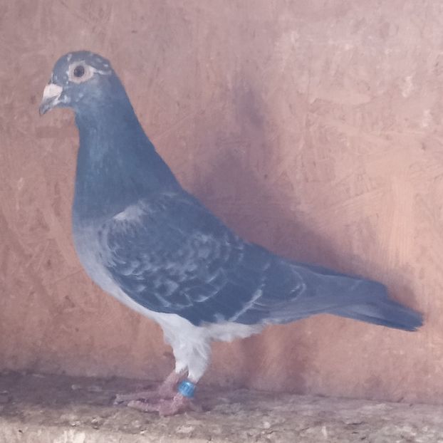 Mascul 21-327....-15 lei - Porumbei vanduti