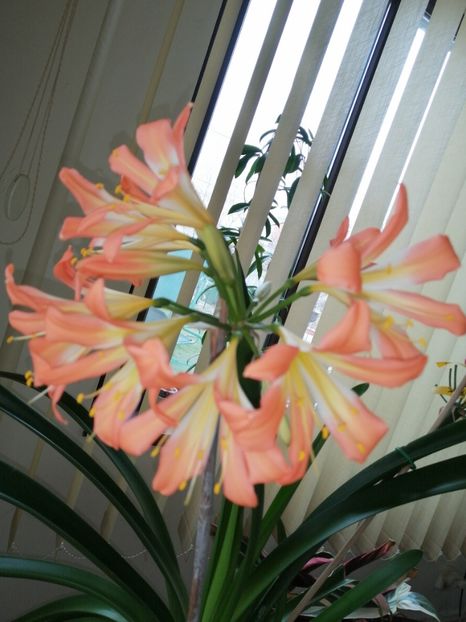  - Clivia 312 pastel clivia