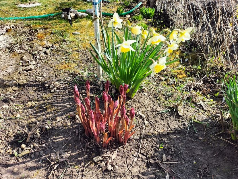 IMG20230324095703 - Primăvara 2023