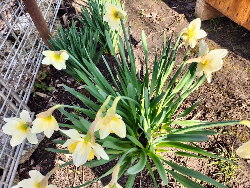 IMG20230324095630 - Primăvara 2023