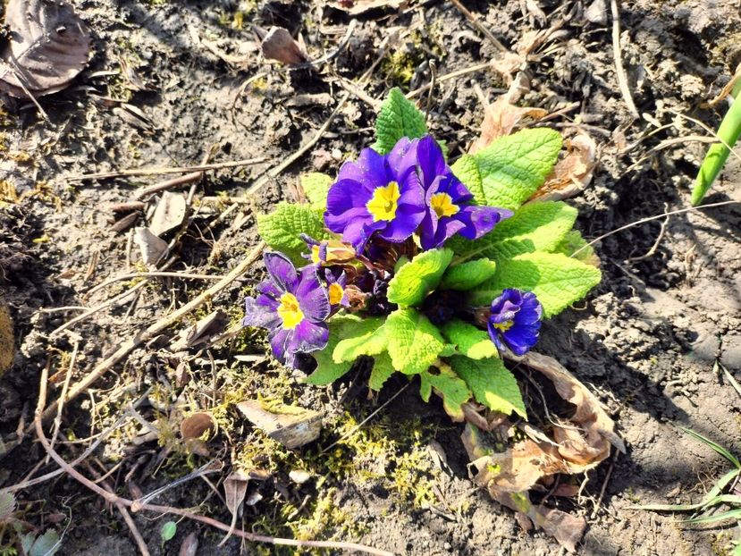 IMG20230324095552 - Primăvara 2023