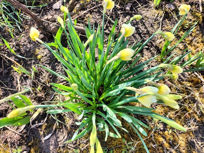 IMG20230324095536 - Primăvara 2023