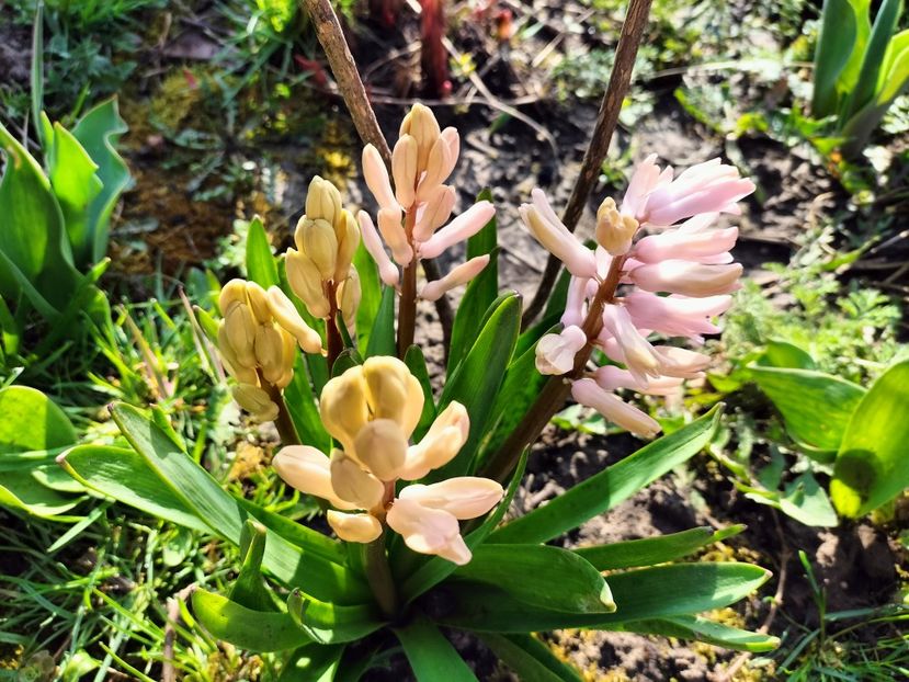 IMG20230324095514 - Primăvara 2023