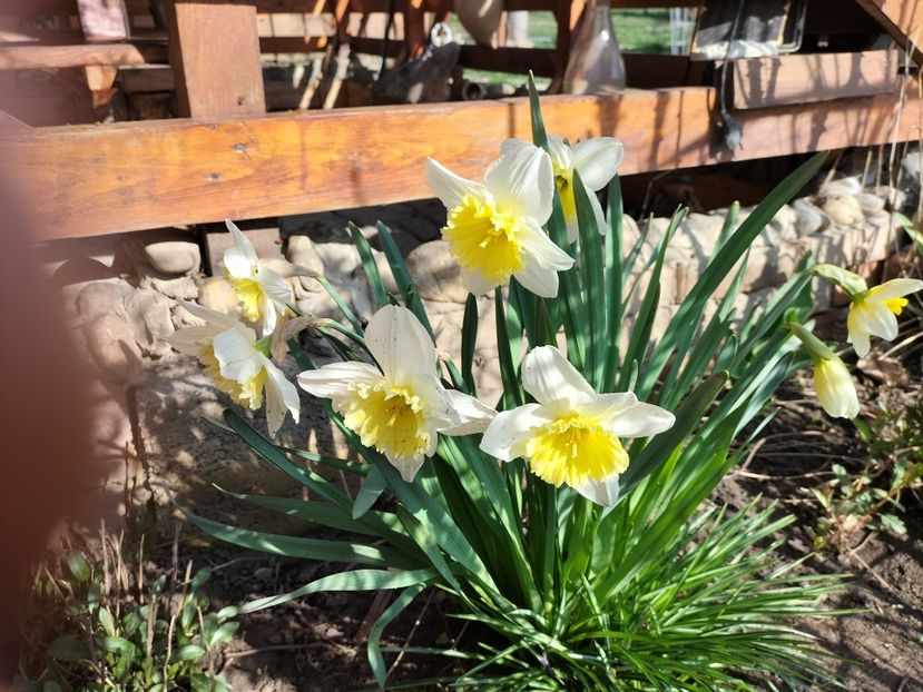 IMG20230324095403 - Primăvara 2023