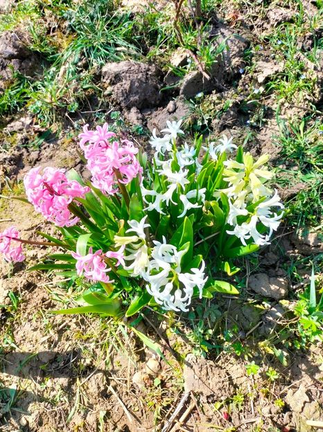 IMG20230324113924 - Martie 2023