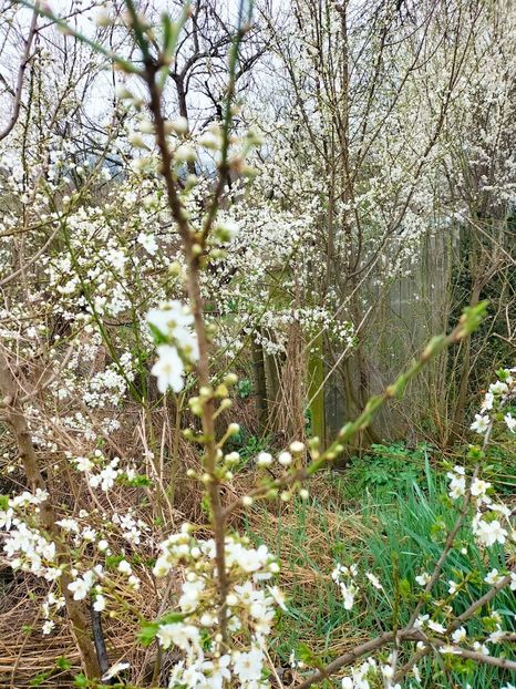 IMG20230323090930 - Martie 2023