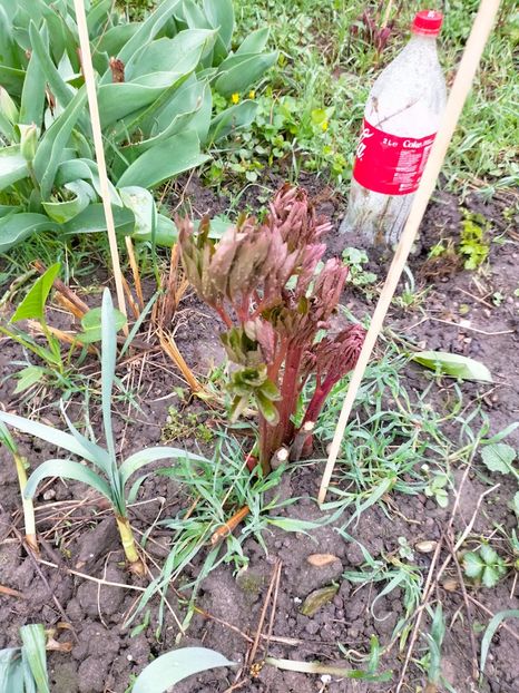 IMG20230323090512 - Martie 2023