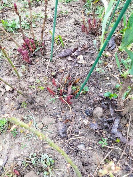 IMG20230323090330 - Martie 2023