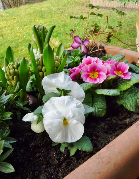 © - 2023 - 01 - Primavara