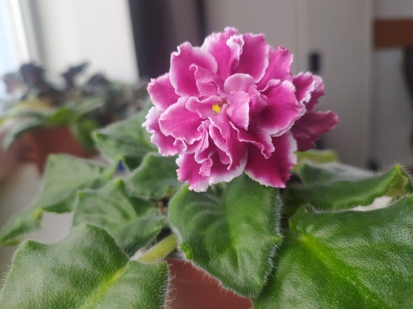 24 martie 2023 - RS Bog Solntsa