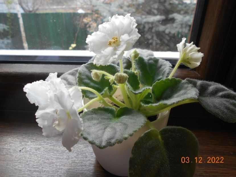  - 001 Violete 2023-2024