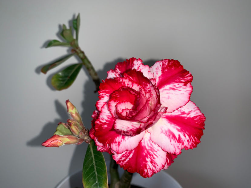  - Plante de interior 2023