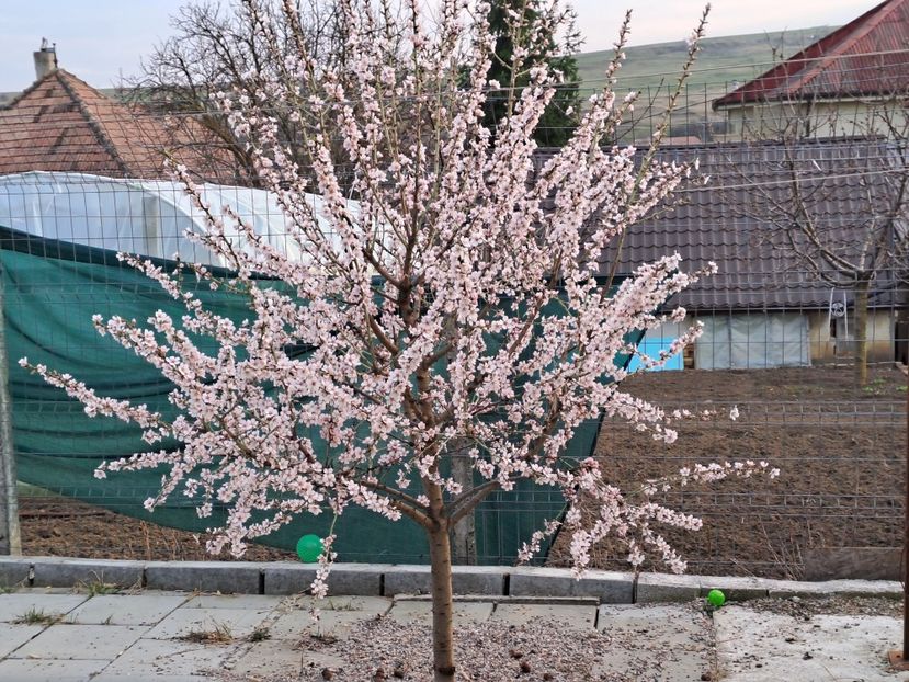  - Gradina 2023
