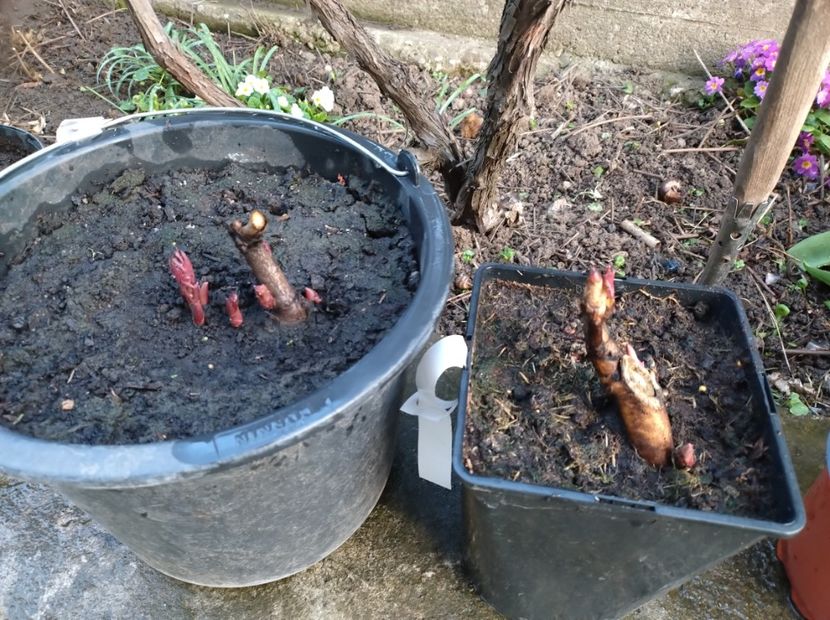 Bujori Itoh - 9-Bujori