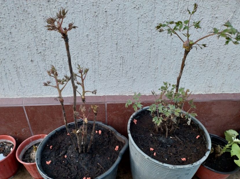 Bujori arbustivi - 9-Bujori