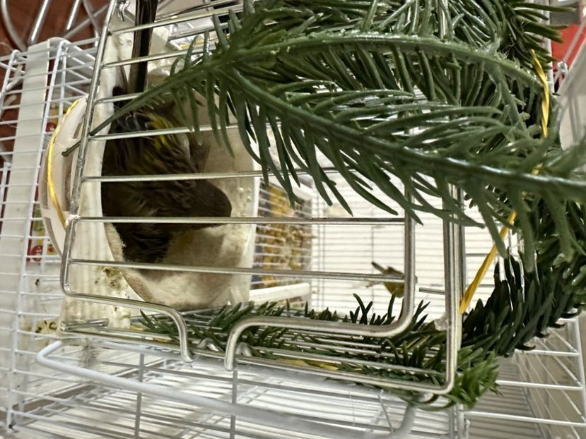 1E86B2BF-D32E-4716-8DD8-55A0209F0933 - Canari