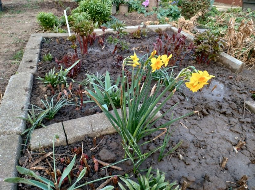  - Flori de gradina-2023