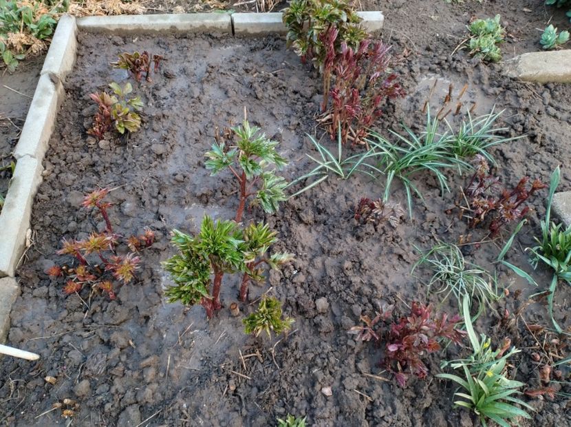  - Flori de gradina-2023