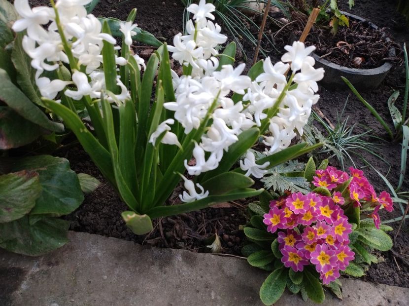  - Flori de gradina-2023